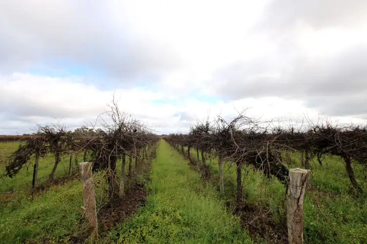 Sixth view of Homely rural property listing, Lot 1 Dalziel Road, Winkie SA 5343