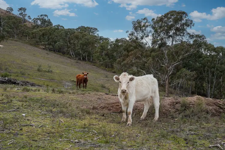 Seventh view of Homely rural property listing, 1837 O'Connell Road, O'connell NSW 2795