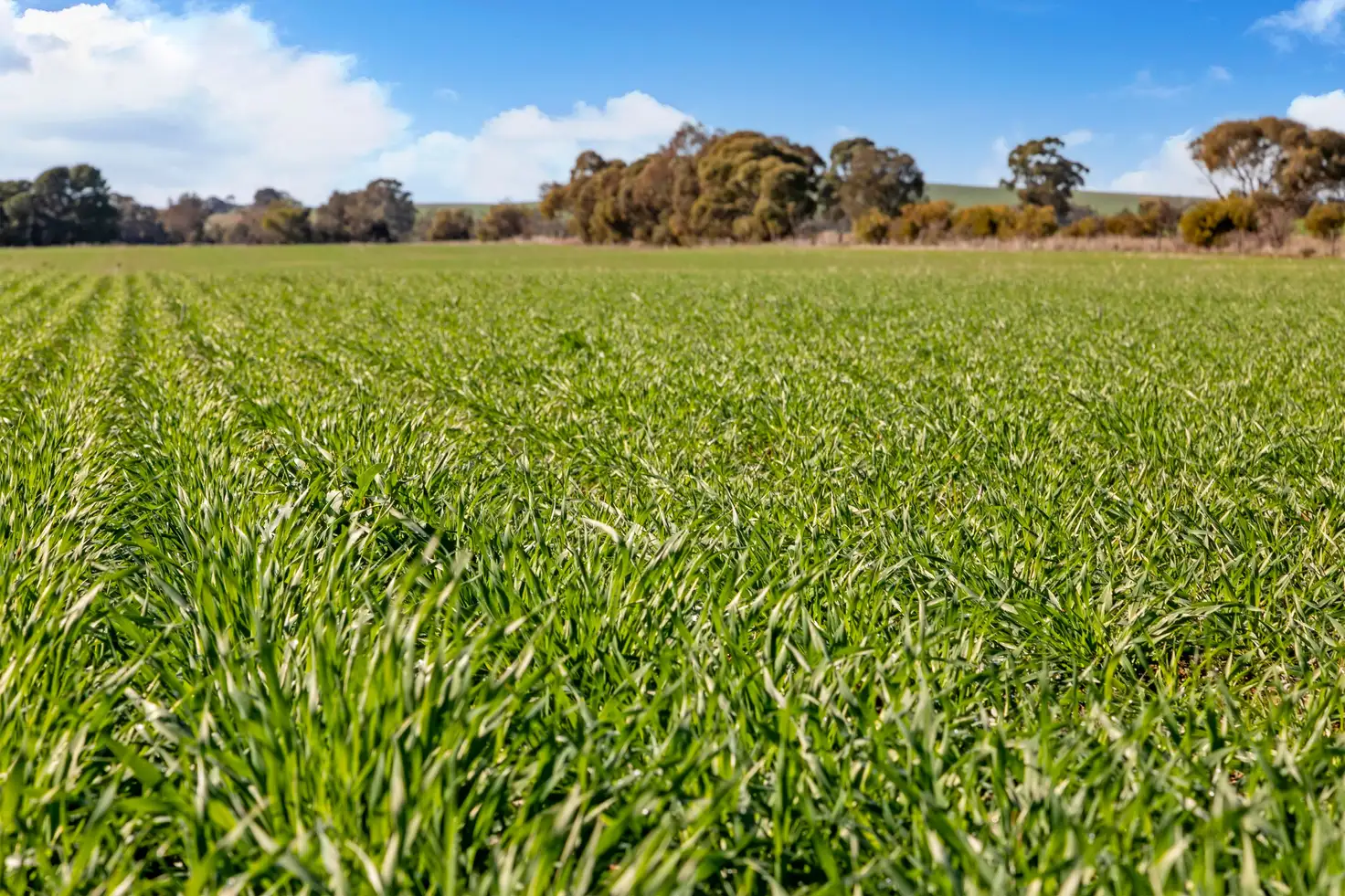 Main view of Homely rural property listing, 'Reserve' Riley Road, Mintaro SA 5415