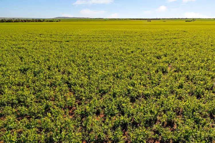 Third view of Homely rural property listing, 'Allanbie' Pipeline Road, Nantawarra SA 5550