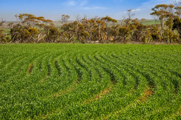 Fourth view of Homely rural property listing, 'Allanbie' Pipeline Road, Nantawarra SA 5550