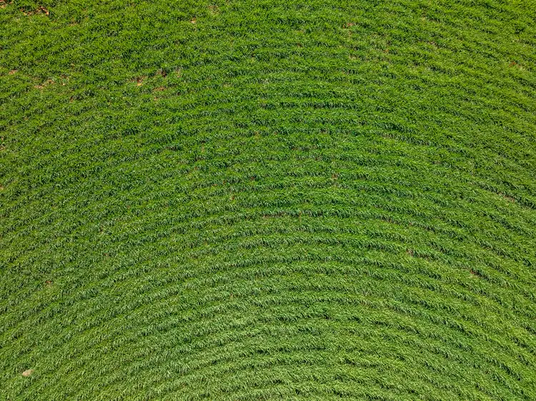 Fifth view of Homely rural property listing, 'Allanbie' Pipeline Road, Nantawarra SA 5550