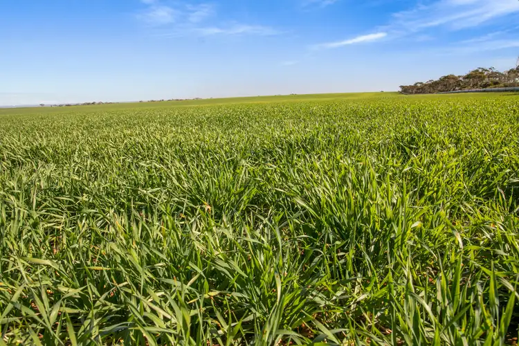 Sixth view of Homely rural property listing, 'Allanbie' Pipeline Road, Nantawarra SA 5550