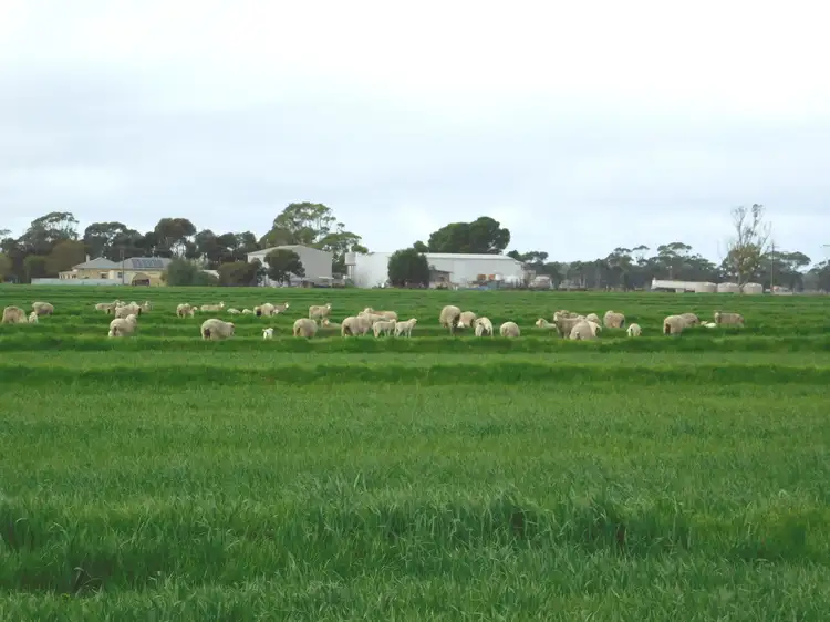 Fourth view of Homely rural property listing, 16472 Dukes Highway, Bordertown SA 5268