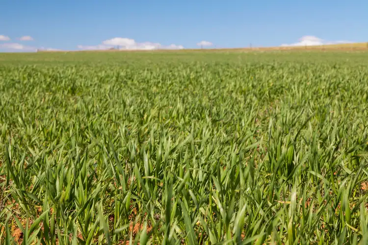 Second view of Homely rural property listing, 'Clappys' Lot 32 Baileys Track, Booborowie SA 5417