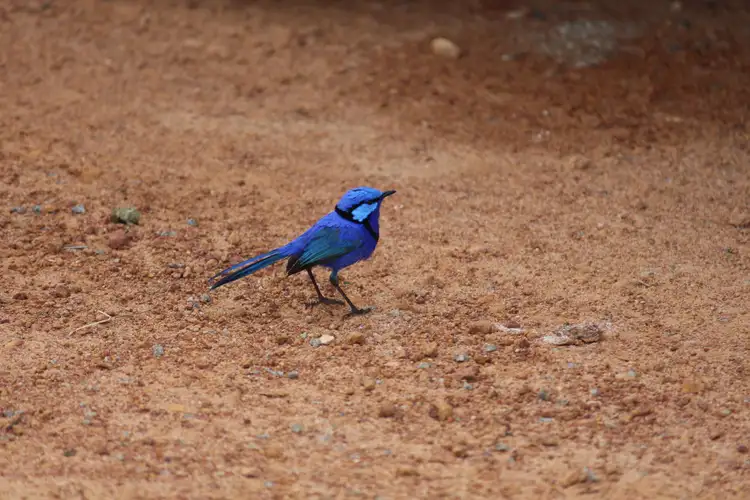 Sixth view of Homely land listing, LOT 182 Trig Point Drive, Jurien Bay WA 6516