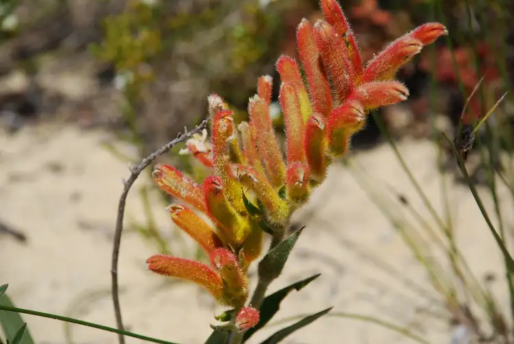 Seventh view of Homely land listing, LOT 182 Trig Point Drive, Jurien Bay WA 6516