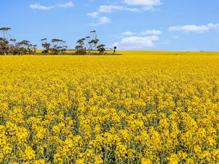 Third view of Homely rural property listing, 'Camden' 864 Gypsum Road, Cooke Plains SA 5261