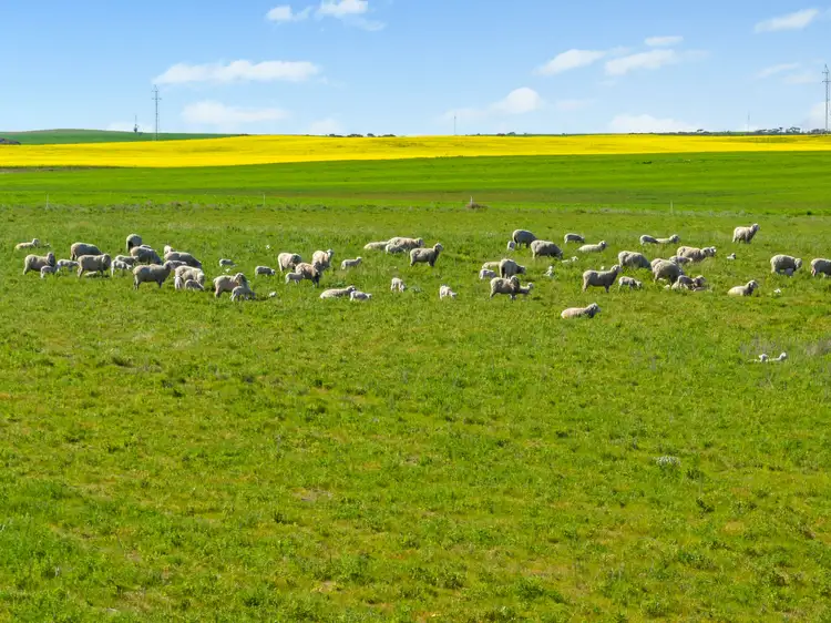 Fourth view of Homely rural property listing, 'Camden' 864 Gypsum Road, Cooke Plains SA 5261