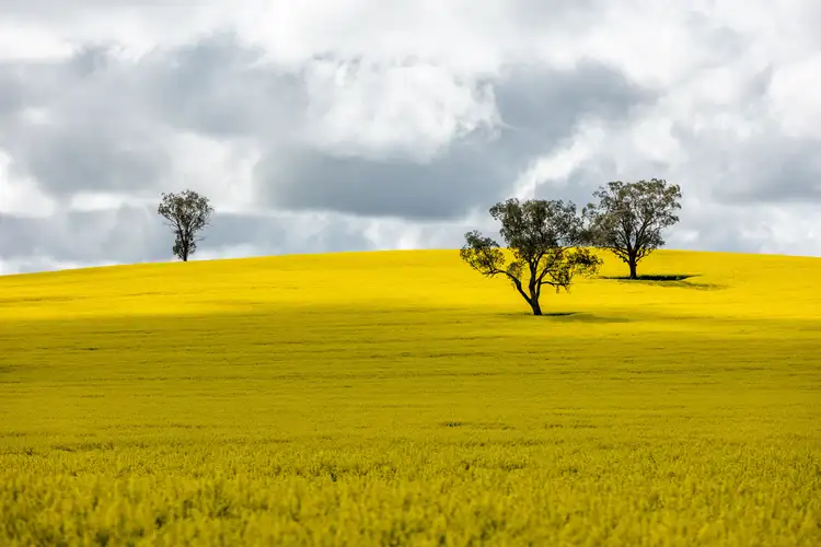 Second view of Homely rural property listing, 120 Clear Hills Road, Junee Reefs NSW 2666
