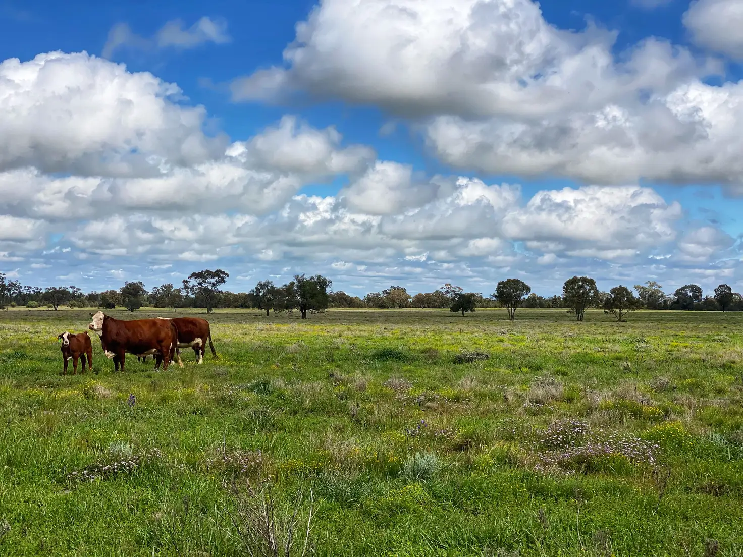 Main view of Homely rural property listing, 'Avalon' 2134 Vermont Hill Road, Condobolin NSW 2877