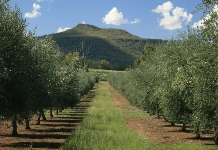 Main view of Homely rural property listing, * Melilanda Olives, Berrigal NSW 2390
