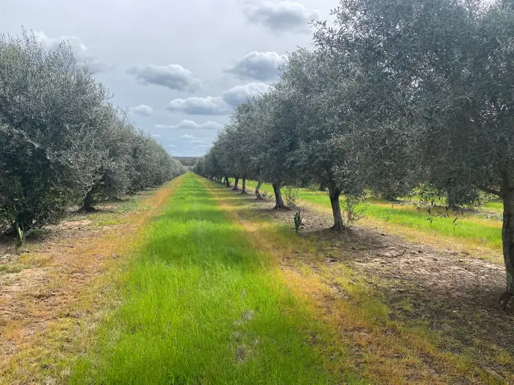 Second view of Homely rural property listing, * Melilanda Olives, Berrigal NSW 2390