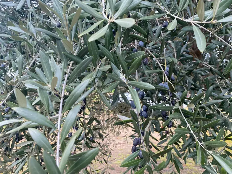 Third view of Homely rural property listing, * Melilanda Olives, Berrigal NSW 2390
