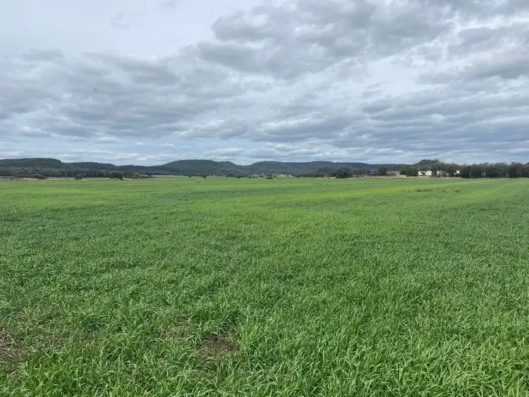 Fourth view of Homely rural property listing, * Melilanda Olives, Berrigal NSW 2390