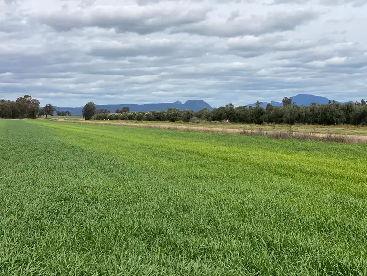 Sixth view of Homely rural property listing, * Melilanda Olives, Berrigal NSW 2390