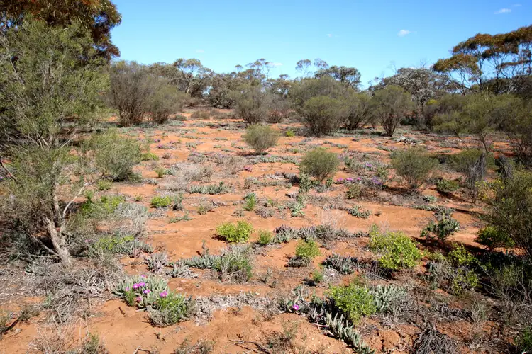 Seventh view of Homely land listing, Sec 959 Warnecke Road, Monash SA 5342