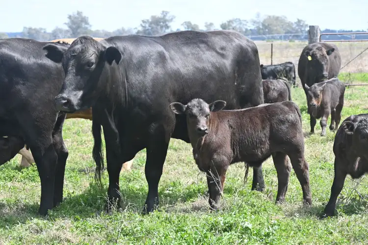 Third view of Homely rural property listing, 920 Riverton Road, Texas NSW 4385