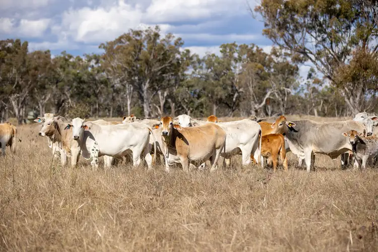 Second view of Homely rural property listing, Glen Hazel Road Bundarra, Inverell NSW 2360