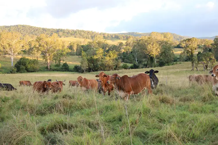 970 Tabulam Road, Tabulam NSW 2469