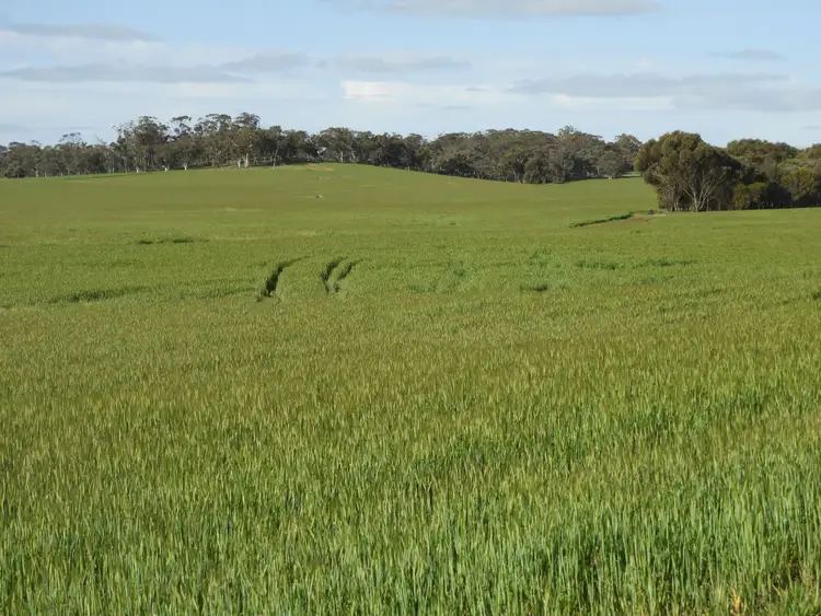 Second view of Homely rural property listing, York Williams Road, Pumphrey's Bridge, West Pingelly WA 6308