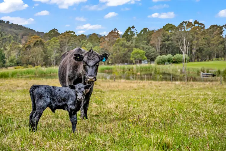 Fourth view of Homely rural property listing, 2247 Monkerai Road, Gloucester NSW 2422