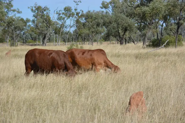 Main view of Homely rural property listing, 3886 Eastmere Road, Aramac QLD 4726