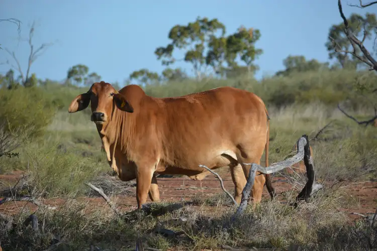 Fourth view of Homely rural property listing, 3886 Eastmere Road, Aramac QLD 4726