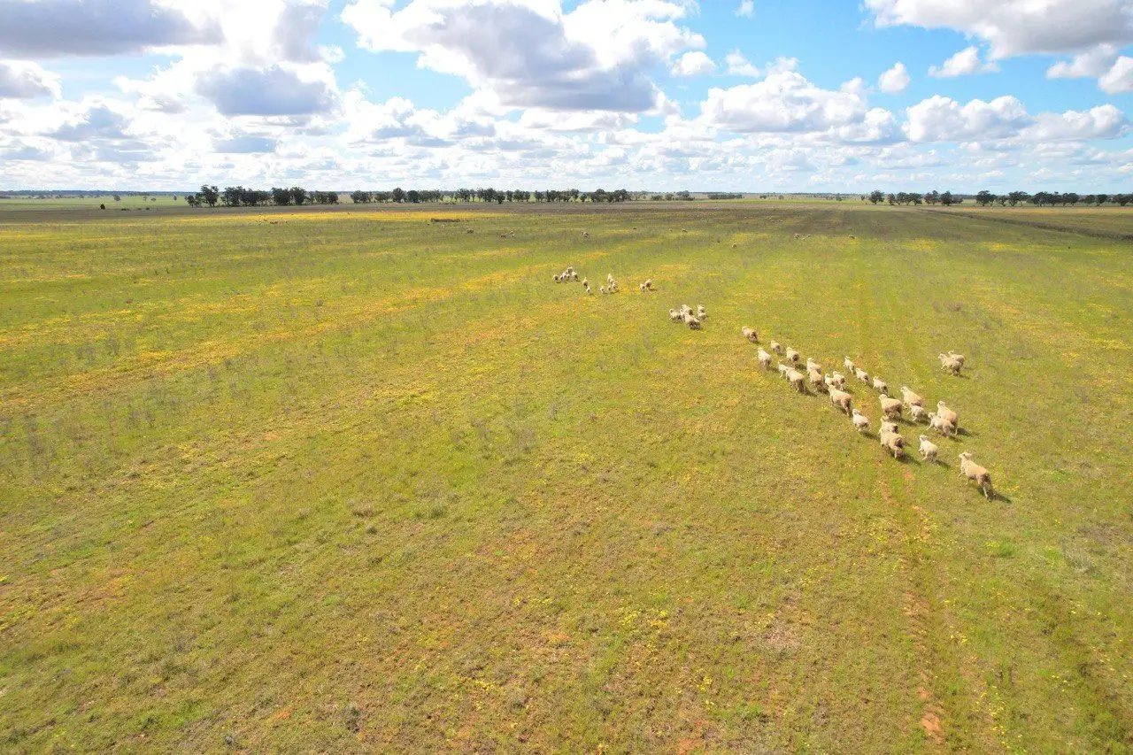 Main view of Homely rural property listing, 'Golden Acres' 416 Mid Western Highway, West Wyalong NSW 2671
