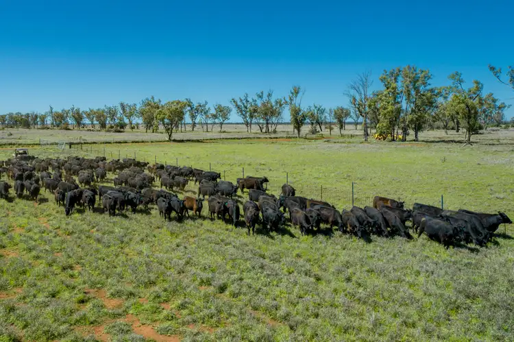 Main view of Homely rural property listing, 19180 St George Mitchell Road, St George QLD 4487