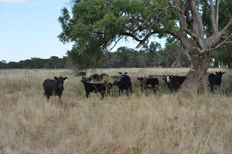 Main view of Homely rural property listing, 1896 Boxridge Road, Purlewaugh NSW 2357