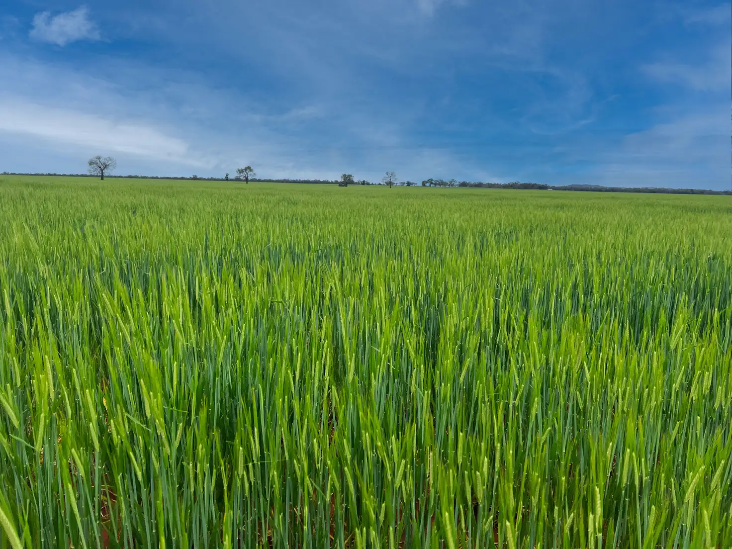 Main view of Homely rural property listing, 'Wingrove'/290 Four Corners Road, Tullibigeal NSW 2669