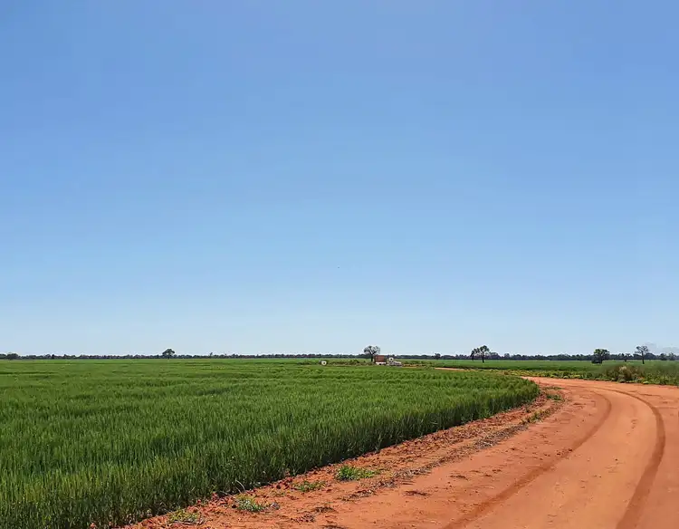 Fifth view of Homely rural property listing, 'Wingrove'/290 Four Corners Road, Tullibigeal NSW 2669