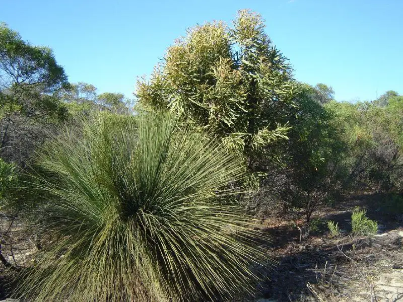 Main view of Homely rural property listing, Lot 35 River Loop, Jurien Bay WA