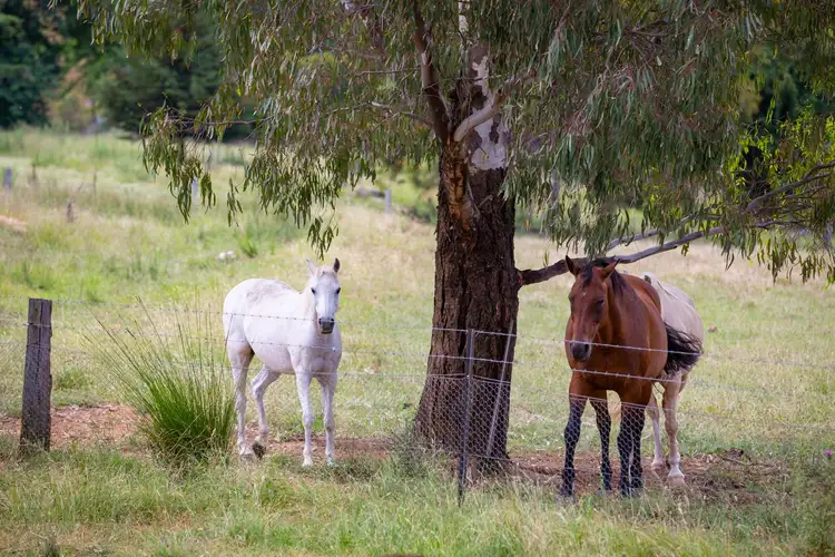 Fourth view of Homely rural property listing, Lot 122 Slatterys Road, Sallys Flat NSW 2850