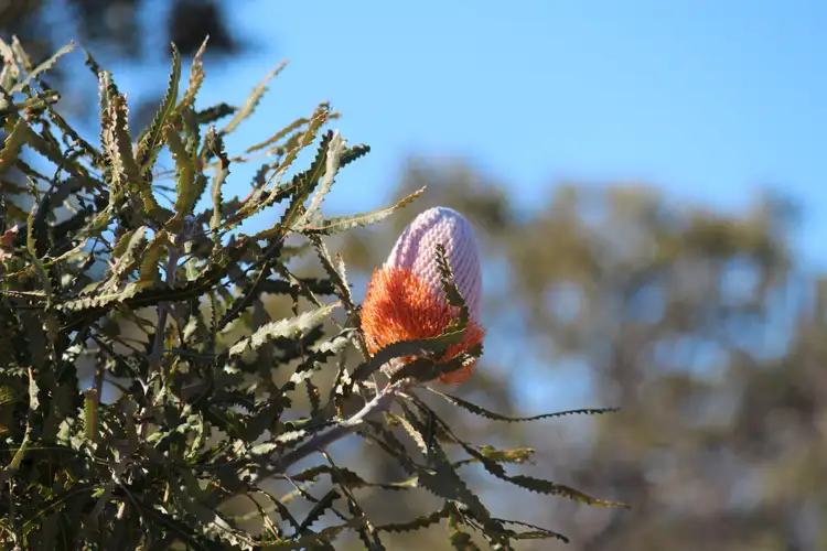 Fourth view of Homely land listing, LOT 55 River Loop, Jurien Bay WA 6516