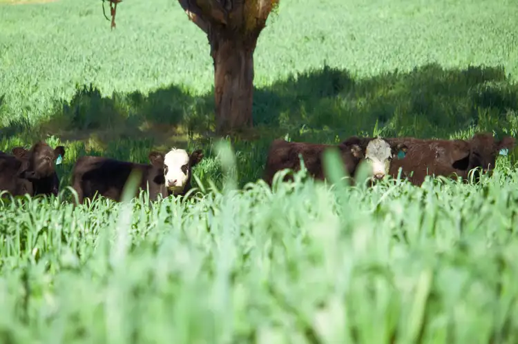 Seventh view of Homely rural property listing, 106 Harveys Road, Dorrigo NSW 2453