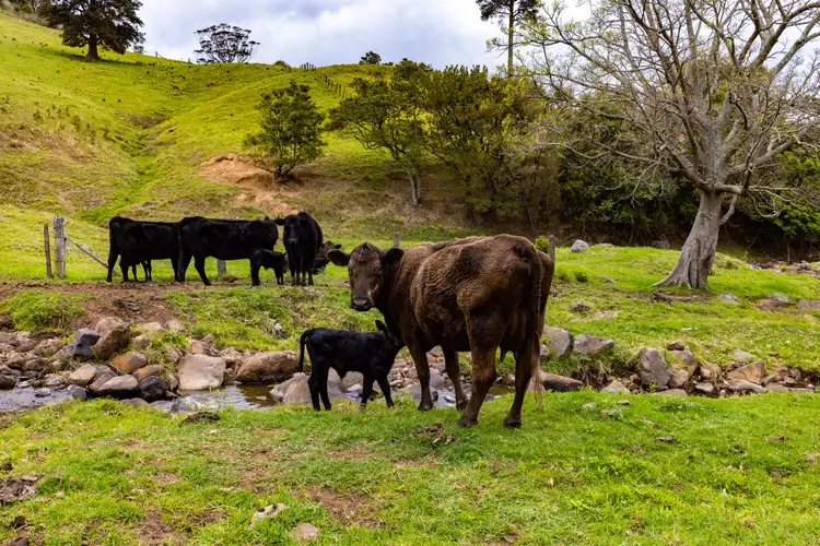 Main view of Homely rural property listing, 245 Croziers Road, Jaspers Brush NSW 2535