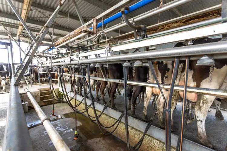 Fifth view of Homely rural property listing, 282 & 350 Newtons Road, Dumaresq Island NSW 2430