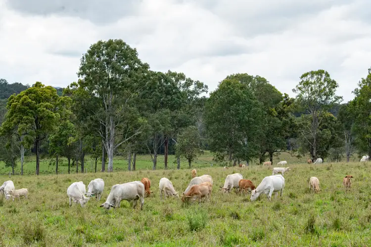 Seventh view of Homely rural property listing, 722 Noosa Road, Mothar Mountain QLD 4570