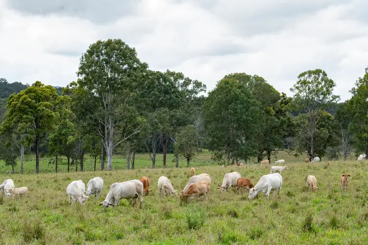Seventh view of Homely rural property listing, 722 Noosa Road, Mothar Mountain QLD 4570
