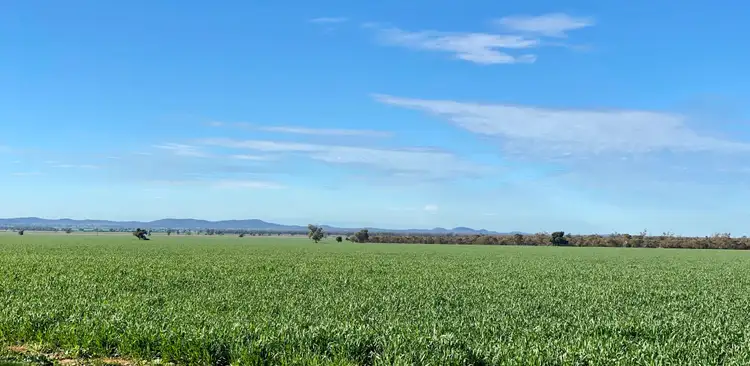 Second view of Homely rural property listing, Mount Tinda 895 Rosedale Road, Condobolin NSW 2877