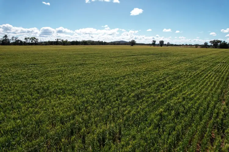 Third view of Homely rural property listing, Mount Tinda 895 Rosedale Road, Condobolin NSW 2877