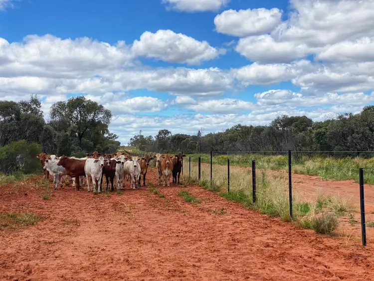 Fourth view of Homely rural property listing, Mount Tinda 895 Rosedale Road, Condobolin NSW 2877