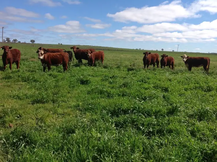 Seventh view of Homely rural property listing, Mount Tinda 895 Rosedale Road, Condobolin NSW 2877