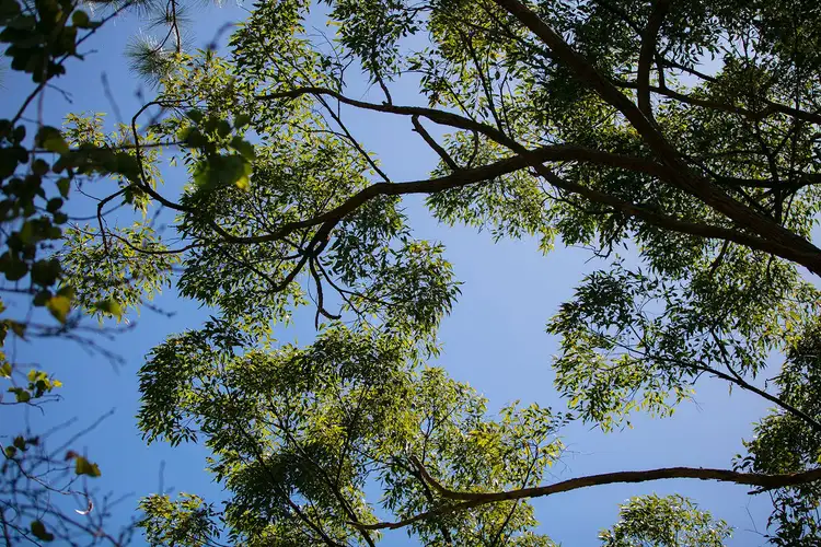 Seventh view of Homely land listing, 4 Wilson Lane, Woombye QLD 4559