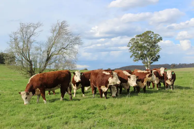 Sixth view of Homely rural property listing, 320 Scribbly Gum Lane, Wingello NSW 2579