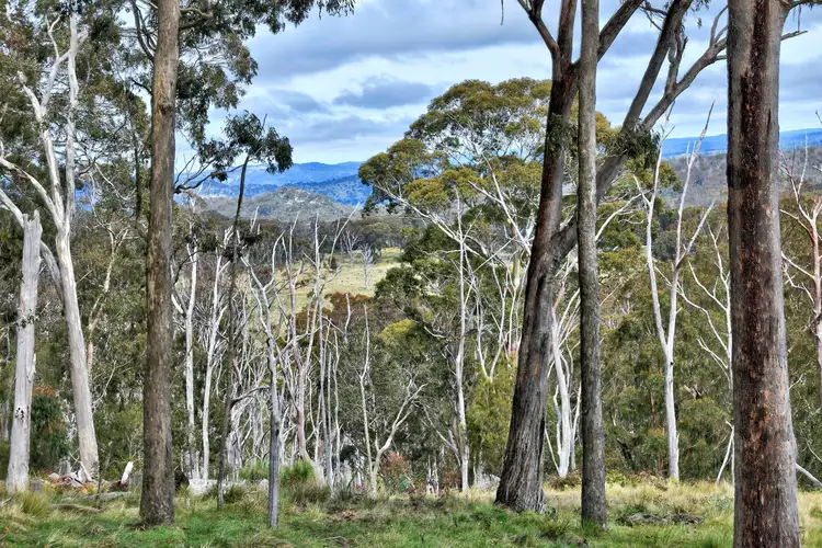 Fourth view of Homely rural property listing, 1505 Mt Speribo Road, Tenterfield NSW 2372