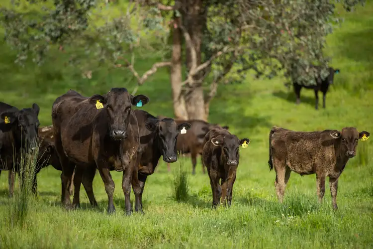 Second view of Homely rural property listing, 1570 Meadow Creek Road, Meadow Creek VIC 3678