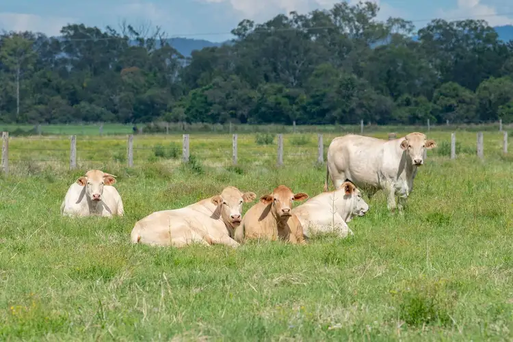 Fourth view of Homely rural property listing, "Glenmore" 773 Rocky Gully Road, Coominya QLD 4311
